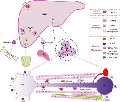 Unveiling the flames: macrophage pyroptosis and its crucial role in liver diseases